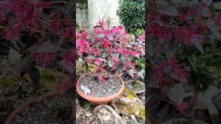 Loropetalum chinense https://www.bonsaismadoga.com/loropetalum-chinense #bonsai