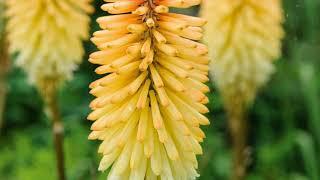 How to Grow Kniphofia