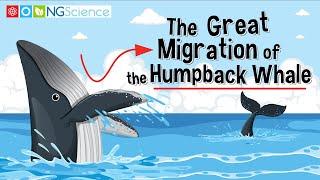 The Great Migration of the Humpback Whale