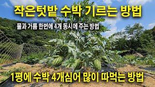 주말 농장 1평에 수박, 호박, 참외, 오이 모든 가능 4개 심어 물 과 거름 한번에 주는 방법입니다