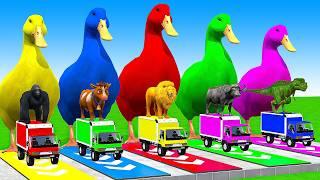 5 Giant Duck Cartoon, Cow, Mammoth, Elephant, Lion, Paint Wild Animals Crossing Fountain Animation