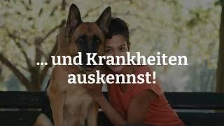 Schäferhund Pflege: Pflege, Ernährung und Krankheiten rund um Deinen Deutschen Schäferhund