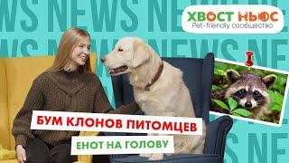«Как енот на голову»,  питомцы звезд, клоны домашних любимцев и другие новости «Хвост Ньюс» #53
