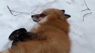 Ли Сяо / Alice the Fox Лиса Алиса (Рассказ про Обезьянку!!)