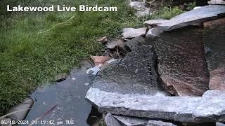 Hot Bird Summer Live Streaming Camera