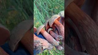 Эти МАСЛЯТА самые ЛУЧШИЕ ………….. или это не маслята?