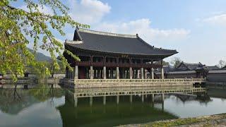  광화문의 봄🩵 경복궁에서 창덕궁까지 걷기 Gyeongbokgung Palace in Seoul, Korea️