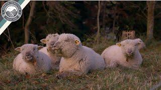 The World's Best Sheep Breed!?