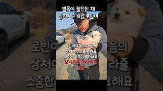 발목이 절단된 채 발견된 2개월 아기 #강아지#반려견#유기견#임보#입양#가족#사지말고입양하세요#pet#dog#puppy#family#adoption