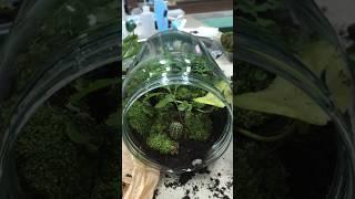 Building a Terrarium