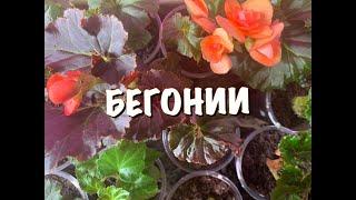 БЕГОНИЯ УХОД, ПОЛИВ, ЧЕРЕНКОВАНИЕ, ЧТО ДЕЛАТЬ с АМПЕЛЬНЫМИ, секреты и особенности ухода