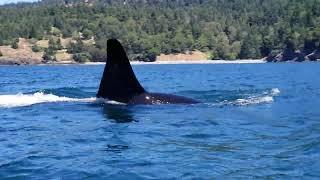 Kayaking with Southern Resident Orcas at Lime Kiln / Deadman Bay