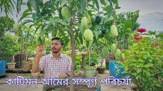 ছাদ বাগানে কাটিমন আমের সম্পূর্ণ পরিচর্যা। Complete care of Thai Katimon Mango