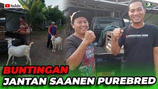 BUNTINGAN  JANTAN SAANEN PUREBRED BATURRADEN