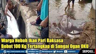 Warga Heboh Ikan Pari Raksasa Bobot 100 Kg Tertangkap di Sungai Ogan OKU
