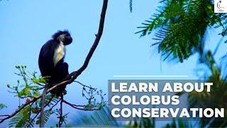 Learn About Colobus Conservation