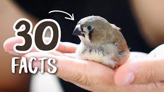 What Makes Finches So Special? 30 Facts You Need to Know