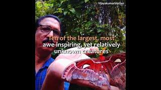 10 Enigmatic Creatures You've Never Heard Of!  #UnknownCreatures #MysteriousBeasts #HiddenGiants