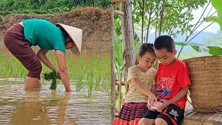 Sad Days When Husband and Children Were Away from Home, Growing Rice to Sustain Life