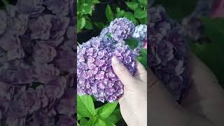 ШОК  Результат укоренения... смотрите до конца 🫣 #гортензии#результатукоренения#шок