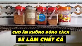 CHO CÁ ĂN ĐÚNG CÁCH, BẠN ĐÃ BIẾT CHƯA? | Nhật ký nuôi cá bảy màu #33