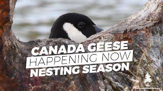 Happening Now: Canada Geese Nesting Season