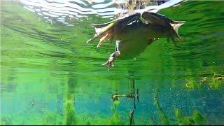 GoPro Frog Swimming (Underwater Footage)