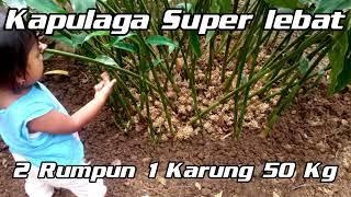 Kapulaga Super Lebat