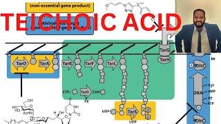 Teichoic acid #microbiology #csir #lifescience