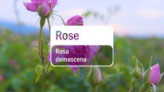 doTERRA Rose (Translated Subtitles)