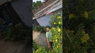 কত ফুল ফুটেছে #hojoborolovlog #minivlog #ghorebairevlog #bengalivlog #shorts #viral #vlog #bengali