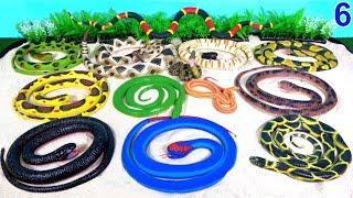 Snakes Serpent Reptile Viper Basilisk Vermin Slithery Nope Ropes 6