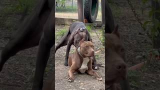 ПИТБУЛЬ АТАКУЕТ СЗАДИ…КОЕ КАК РАЗНЯЛИ… #grafbalas #dog #pitbull #shorts