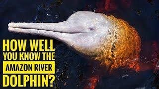 Amazon River Dolphin || Description, Characteristics and Facts!