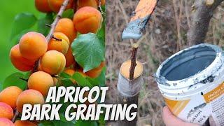 Apricot bark grafting