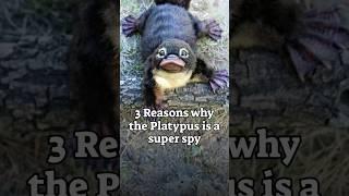 3 Reasons why the Platypus is a Super Spy