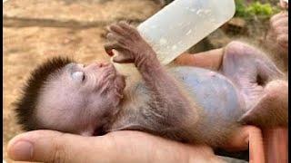 Synthesize the cutest moments of Baby Monkey BiTa