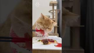 Cutie Cat Eating ASMR Part 9 #catsoftiktok #eatingasmr #cateatingasmr #viral