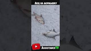 Лещ на мормышку! Рыбалка зимой на мормышку! Ловля леща