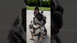 #собака #diy #собаки #frenchie #животные #outfit #топ #влог #pie #выбирашки #эдит #тренд