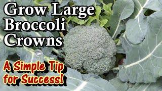 How to Grow Large Broccoli Crowns Every Time -  Once You Know It Makes Sense!