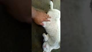 teh the guardian cat