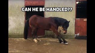 This is why into pressure horse's are dangerous!!