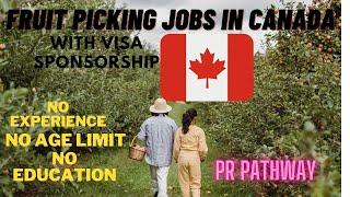 Exploring Fruit Picker and Harvesting Jobs in Canada: Visa Sponsorship & Direct Hiring Opportunities