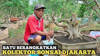 SATU BONSAI BERANGKAT KE KOLEKTOR SULTAN DJAKARTA!! STOCK MASIH AMAN