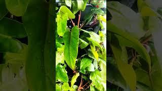 Apartment's Terrace Vertical Bio Wall  or living Bio Wall 48 sqft. Total Works