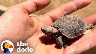 30-Year-Old Tortoise Guides Her Mom On Daily Walks | The Dodo