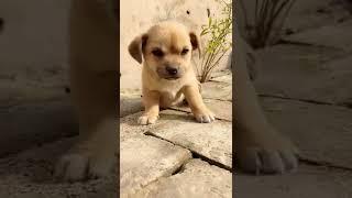 so cute ️ ️|| Rg Entertainment # short #animal love