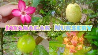 Cheapest Nursery With All The Different Type Of Fruits & Flower Plants Part 1 