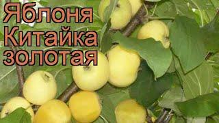 Яблоня золотистая Китайка золотая (malus)  обзор: как сажать, саженцы яблони Китайка золотая